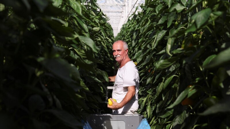 Gas Crisis Hits Dutch Greenhouses