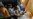 Vietnamese Man Dies of H5N1 Bird Flu