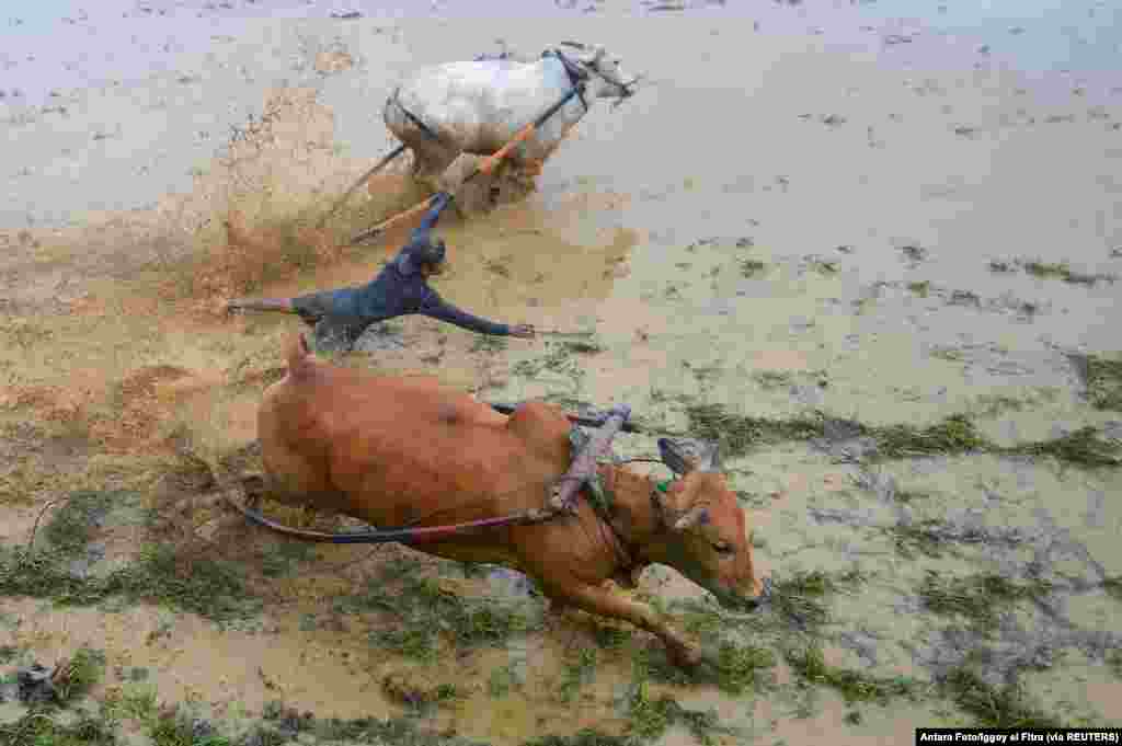 A jockey takes part in the Pacu Jawi, a traditional cow race held at a paddy field in Tanah Datar regency, West Sumatra province, Indonesia, Feb. 5 2022.