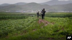 FILE - A man and woman carry their bicycle through farm fields in Pyongsong, North Korea. 