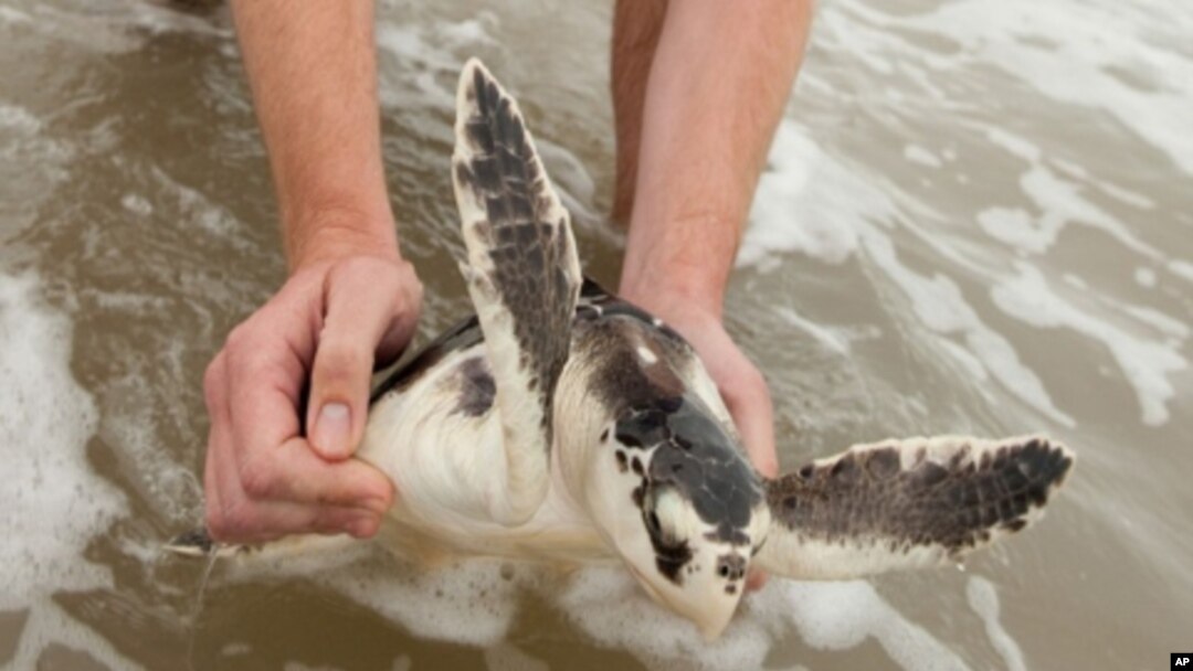 'Turtle: The Incredible Journey,' is a film about the migratory cycle of loggerhead turtles, a process many don't survive.