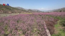 د سوات پسرلی