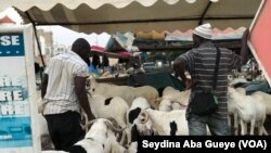 Les éleveurs au milieu de leur troupeau à Dakar, Sénégal, le 10 août 2019. (VOA/Seydina Aba Gueye)