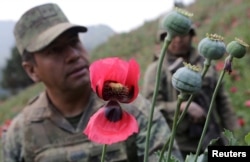 Colonel Isaac Aaron Jesus Garcia (L) speaks to Reuters next to poppy plants before a poppy field is destroyed during a military operation in the municipality of Coyuca de Catalan, Mexico, April 18, 2017.