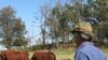 US Cattle Farmers Adopt Eco-Friendly Methods