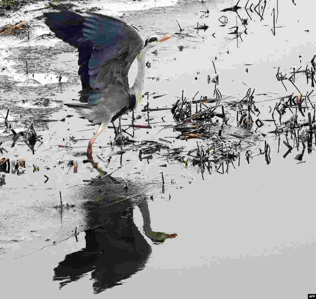 A Grey Heron takes off to fly in Warsaw, Poland.