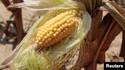 美國玉米近年受乾旱影響發生產量危機(2012年資料照片)