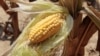 中国公民在美涉嫌盗窃玉米种子出庭做无罪申辩
