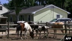 Konji i Činkotiku u Virdžiniji