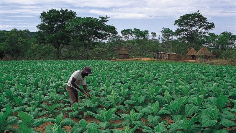 Réunis à Yaoundé, les agriculteurs de 11 pays africains crient au secours