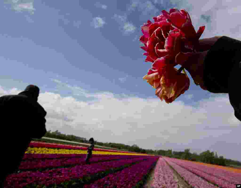 Tourists, one holding some flowers she picked, take pictures in a field of tulips near Lisse, western Netherlands. Tourism peaks around the Easter weekend with thousands flocking to the fields to admire field of tulips left to blossom to harvest the bulbs later.