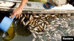 An environmentalist checks the quality of the water near dead fishes along the Ngoc Khanh lake in Hanoi April 25, 2011. 