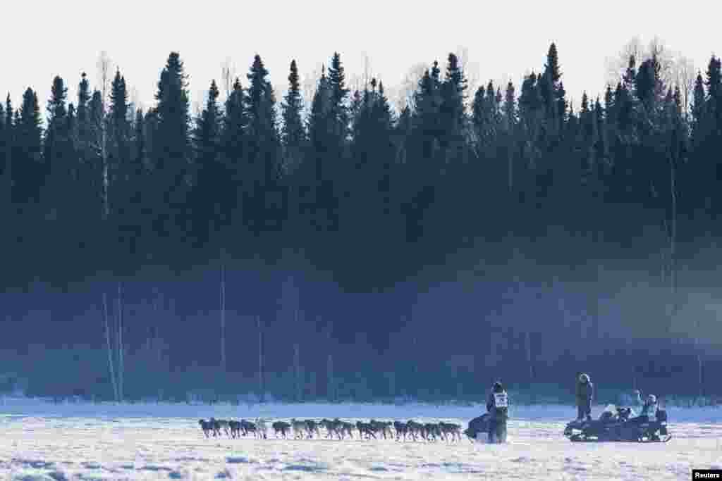 Sonny Lindner's team heads into the woods after all the other teams during the official restart of the Iditarod dog sled race in Willow, Alaska, March 2, 2014.