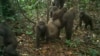 First Images Taken of Rare Gorilla with Babies