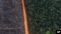 A lush forest sits next to a field of charred trees in Vila Nova Samuel, Brazil, Aug. 27, 2019.