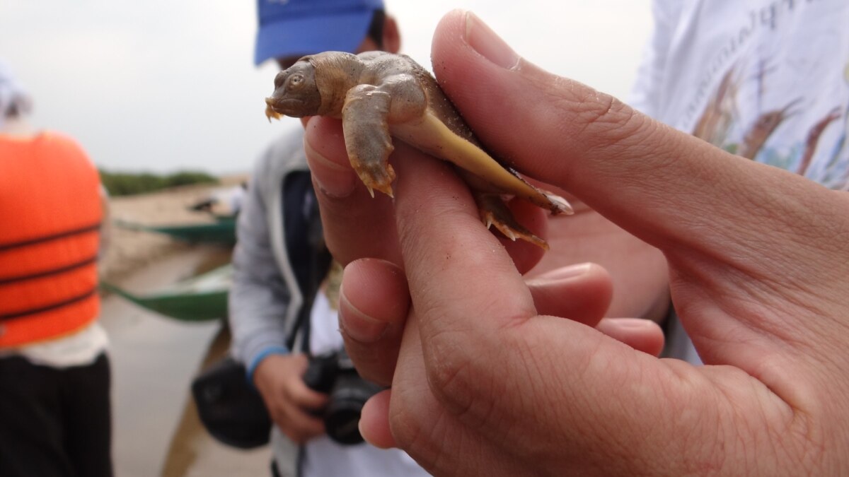 Groups Work To Protect Rare Frog-Headed Turtle