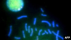 Các chấm nano huỳnh quang được NIST tạo ra để đánh dấu các gen bị lỗi