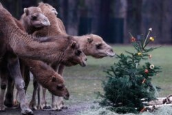 Pohon Natal dengan dekorasi buah-buahan dan sayuran, menghiasi Kebun Binatang Tierpark di Berlin, Jerman, sekaligus menjadi makanan bagi binatang yang dipelihara di sana, 3 Januari 2020.