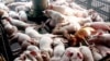 Các trại nuôi heo của Trung Quốc là tâm điểm của hiện tượng đề kháng thuốc 