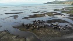 Kawanan kerbau di lokasi pengembalaan Desa Tokilo yang berupaya mendapatkan makanan dari rerumputan di bagian lokasi yang tidak terendam, Senin (9/11/2020). (Foto: Yoanes Litha)