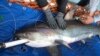 Cá mập nặng gần 200kg xuất hiện tại bãi biển Nha Trang