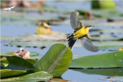 Žuta pastirica (Motacilla flava) - Hutovo blato