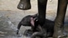 Negara-negara Batasi Penjualan Gajah ke Kebun Binatang