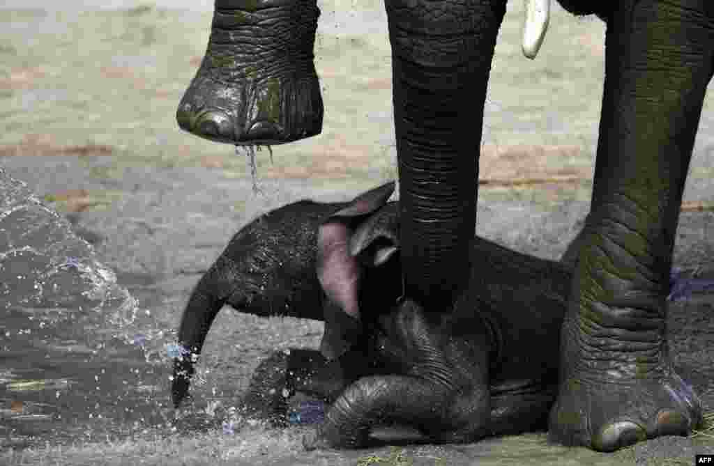 The newborn elephant calf &#39;Gus&#39; lies under his mother &#39;Sabie&#39; as a zookeeper showers him in the zoo of Wuppertal, western Germany.