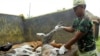 Seorang relawan di Bali menyembelih anjing-anjing yang diduga terkena rabies di desa Kutuh di Jimbaran, Bali (foto: dok).