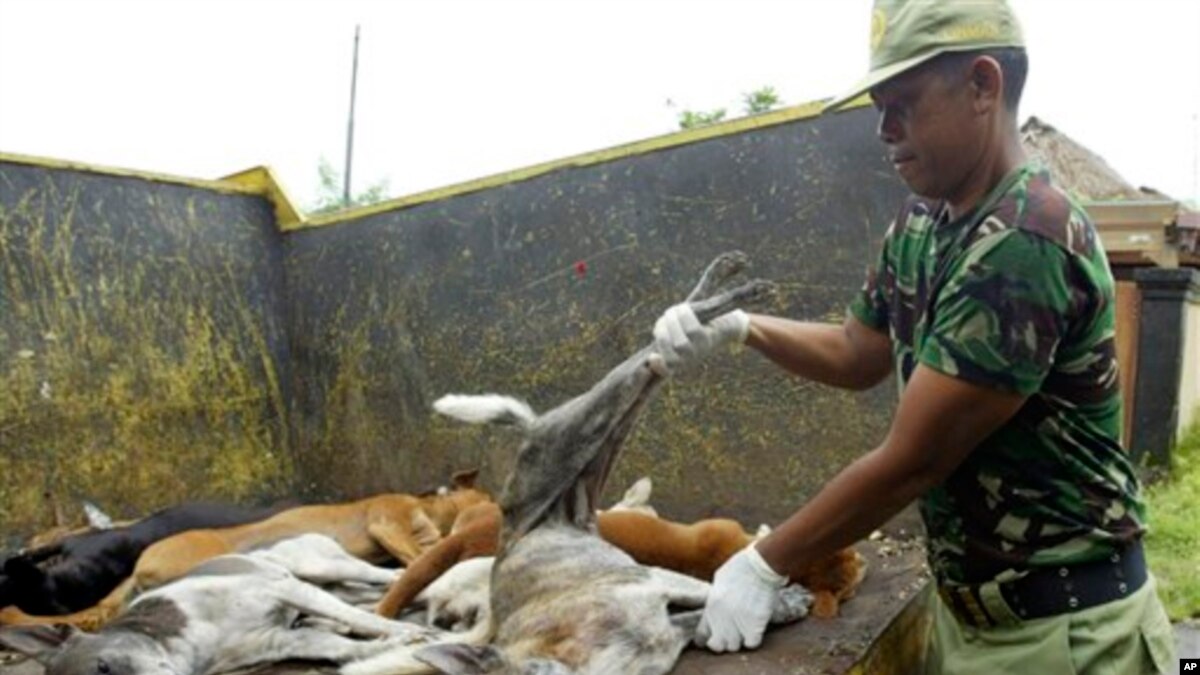 Rabies Tewaskan 59 000 Orang Setiap Tahunnya