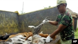 FILE - A Balinese volunteer holds culled dogs suspected of being infected with rabies at Kutuh village in Jimbaran, Bali, Indonesia, Feb. 4, 2009.