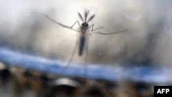 FILE - The Aedes Aegypti mosquito photographed at a laboratory of the Ministry of Health of El Salvador in San Salvador, Feb. 7, 2016.