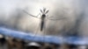 Mosquitoes, Not Security, Viewed as Big Rio Olympics Threat
