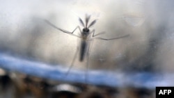 FILE - The Aedes Aegypti mosquito larvae are photographed at a laboratory of the Ministry of Health of El Salvador in San Salvador, Feb. 7, 2016. Globalization and increased international travel is allowing the virus to spread quickly. 