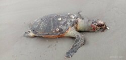 Bangkai penyu yang ditemukan di pesisir pantai Bengkulu, Selasa 3 Desember 2019. (Courtesy: BKSDA Bengkulu).