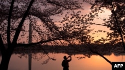 Bunga sakura saat matahari terbit di Tidal Basin, Washington.