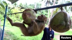 Nirun Wongwanich, 52, a monkey trainer, trains a monkey during a training session at a monkey school for coconut harvest in Surat Thani province, Thailand July 10, 2020. (REUTERS/Athit Perawongmetha)