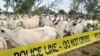 Nigeria : des marchés aux bestiaux fermés pour empêcher le financement de Boko Haram