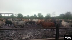 Head of cattle in flooded areas are at risk of suffering from flood related dieases due to wet conditions they have been subjected to in their kraals. (Abida Sidick Mia for VOA News)