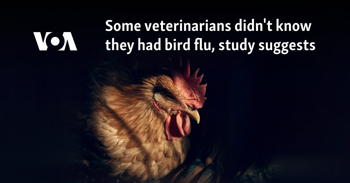 Some veterinarians didn’t know they had bird flu, study suggests