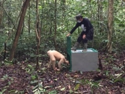 Pelepasliaran Orangutan sebelum masa pandemi Covid-19. Foto: BOS (Borneo Orang Utan Survival)