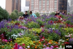 Houstonians enjoy a weekday evening concert at Discovery Green park downtown. (R. Taylor/VOA News)