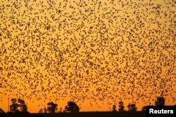 FILE - A flock of starlings fly over an agricultural field near the southern Israeli city of Netivot, Feb. 12, 2014.