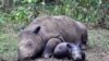 L'Afrique du Sud contre la légalisation du commerce de cornes de rhinocéros