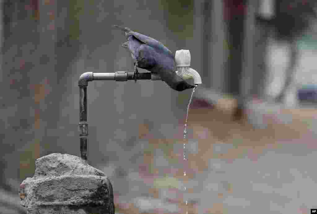 一只乌鸦在印度艾哈迈达巴德的热天里喝水龙头里流出的水。印度四分之一人口，将近三亿人因旱季面临严重缺水。这场旱灾也造成数千只农畜以及农作物死亡，河流、湖水干涸及地下水位下降。