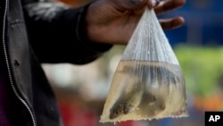 FILE - A person shows off small fish in a plastic bag in Nairobi, Kenya, June 1, 2016.
