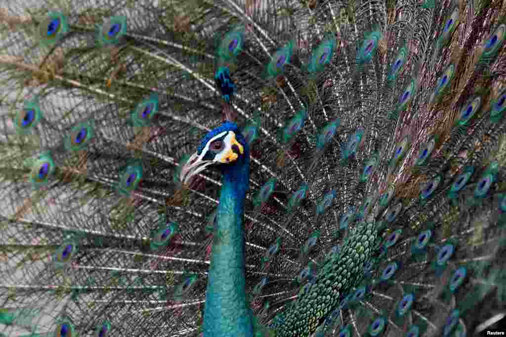 A peacock spreads its feathers at the Wat Phra Dhammakaya temple, in Pathum Thani province, Thailand.