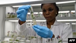 Un technicien de laboratoire examine des cultures in vitro de manioc dans un centre de recherche sur le manioc, dans le cadre du projet WAVE (West African Virus Epidemiology), à Bingerville, Côte d'Ivoire, 27 juin 2018.