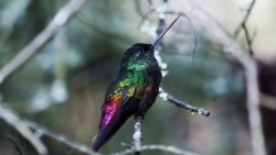 A possible hybrid between Coeligena bonapartei and Coeligena helianthea hummingbird