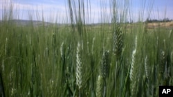 FILE - This photo taken in October 2012 shows a half-hectare wheat farm near Debre Zeit, in Ethiopia’s Amhara region.